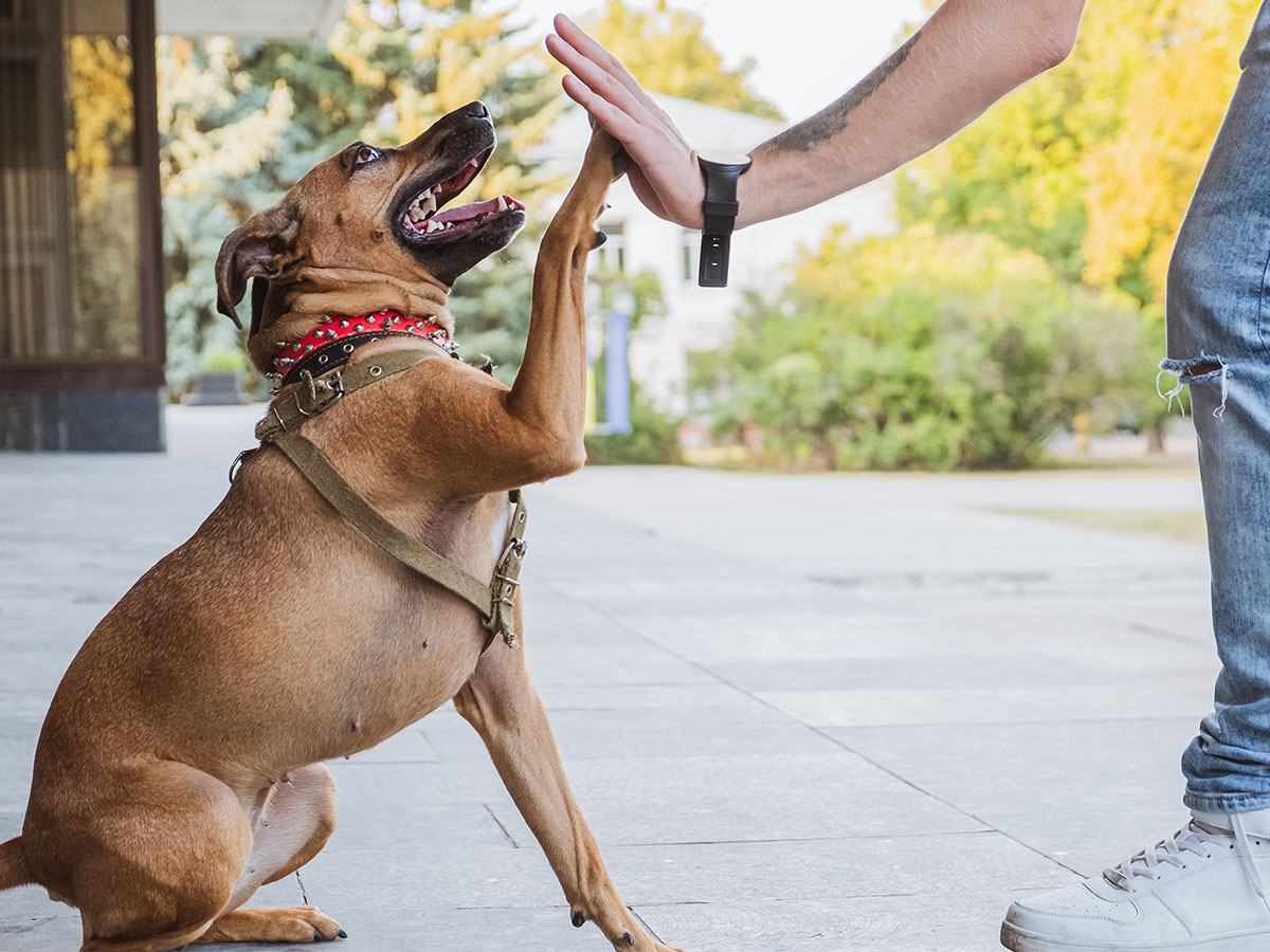 dog giving a high five