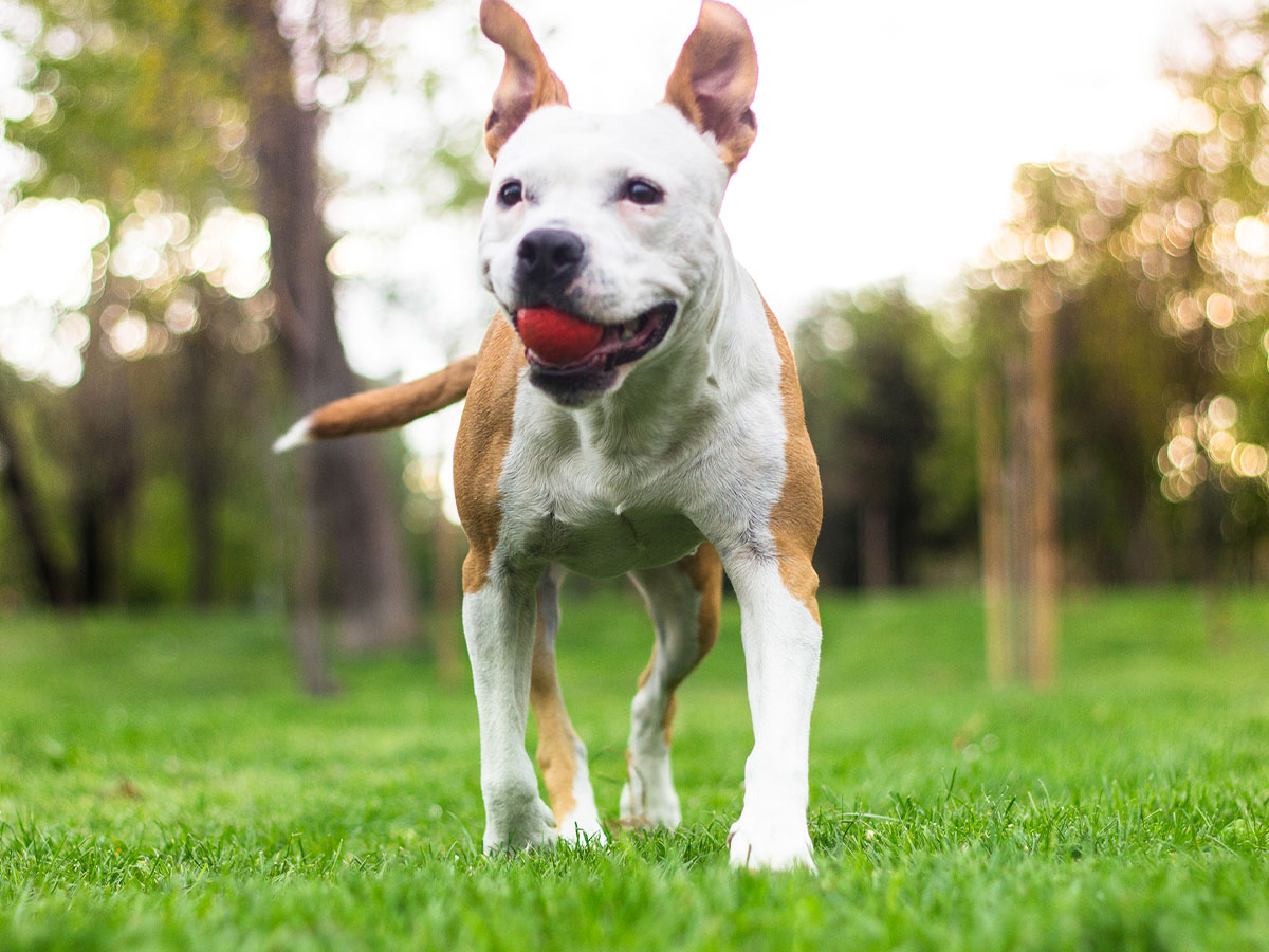dog with a ball