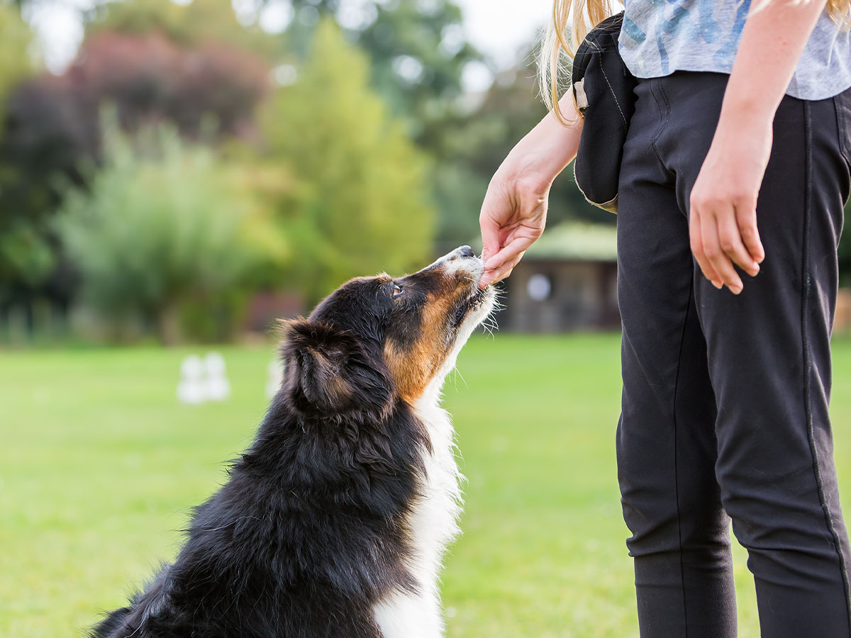 woman giving dog a treat