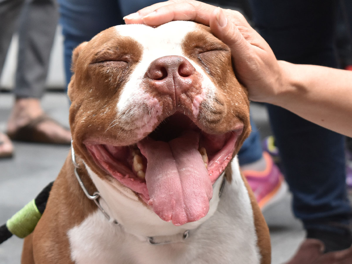 happy puppy getting pet