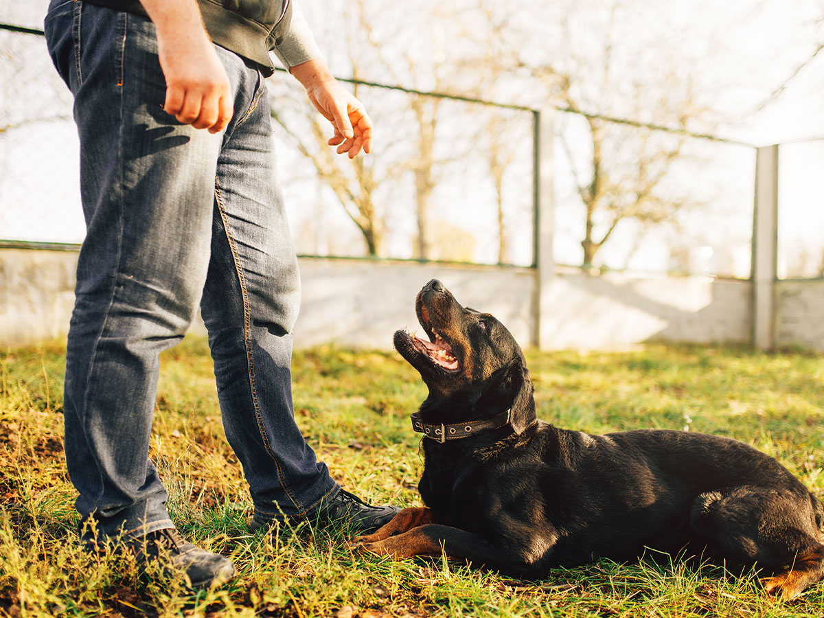 dog laying down in front of man
