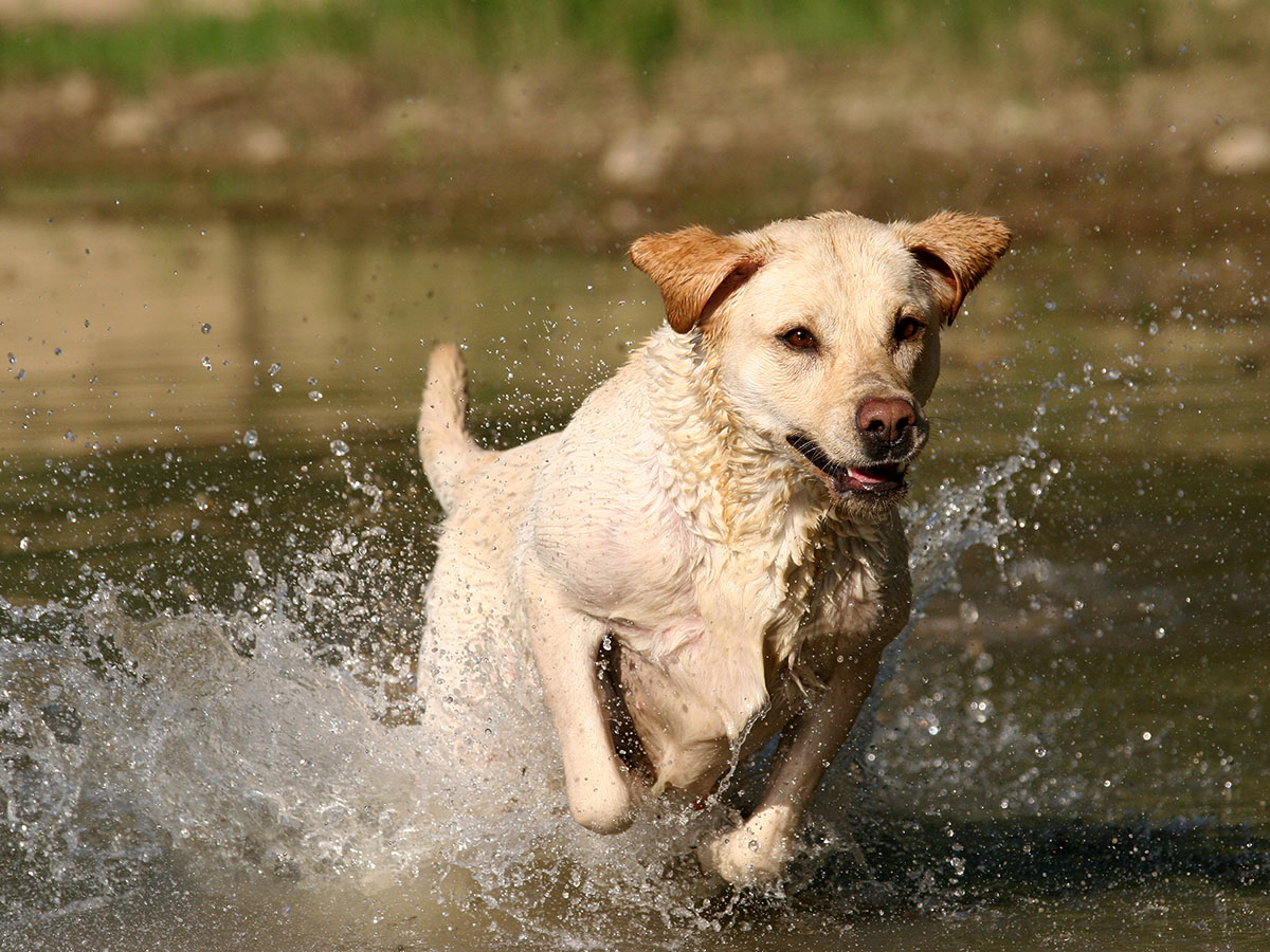 dog running through water