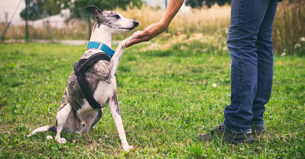 dog giving a handshake