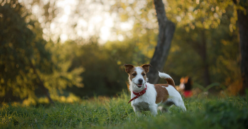 dog in grass